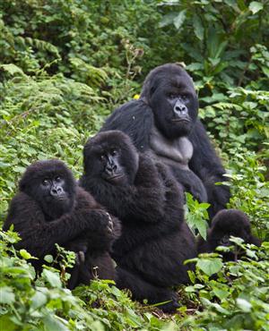 Rondreis Rwanda Gorilla