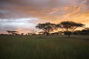 Safari Afrika Serengeti