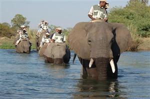 Zambia - Safari op de rug van een olifant